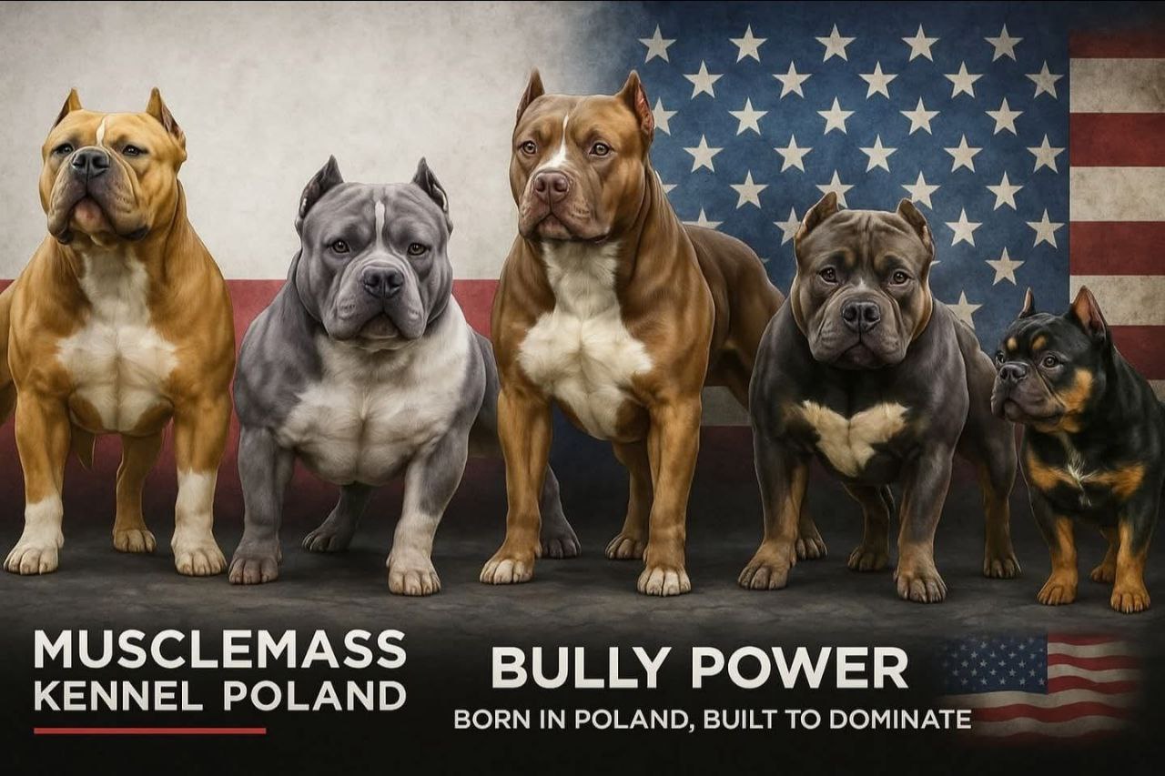 Musclemass Bully Banner